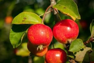 Что такое плоды райские яблочки