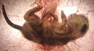 Как быстро происходит зачатие у кошек