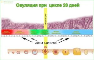 Можно ли забеременеть двойней после стимуляции овуляции