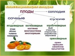 Что такое плоды реферат