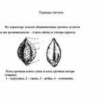 Как развести козье молоко для грудничков с какого возраста можно