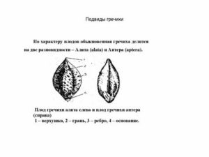 Как называется плод у гречихи