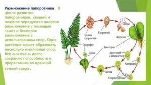 Что необходимо для оплодотворения папоротникам хвощам и плаунами и хвощами