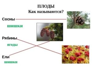 Как называется плод у ели