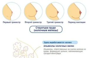 Почему набухшие грудные железы после месячных