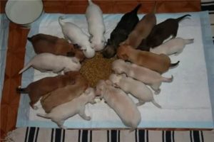 Сколько может весить новорожденный щенок