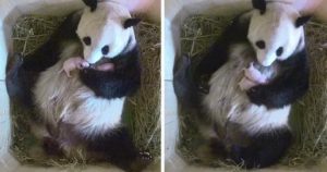 Сколько детенышей может родить панда