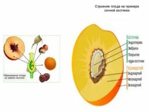 Что такое особенности строения плода