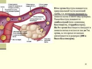 Сколько времени оплодотворенная яйцеклетка движется к матке симптомы