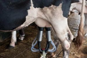 Что такое агалактия у коров причины