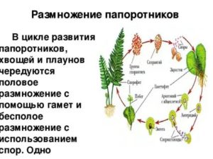 Что необходимо для оплодотворения папоротникам хвощам и плаунами и хвощами