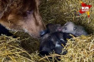 Сколько медвежат может родить бурая медведица