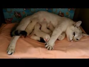 Сколько котят родит тайская кошка в первый раз