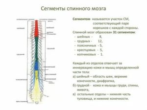 Сколько грудных сегментов входит в состав спинного мозга входят